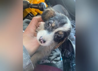 Mäuselchen, geb. ca. 10/2025, lebt in GRIECHENLAND, auf einer privaten Pflegestelle