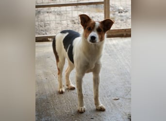 Freydis, geb. ca. 07/2025, lebt in GRIECHENLAND, im städt. Tierheim Serres