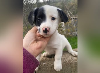 Hanuta, geb. ca. 10/2025, lebt in GRIECHENLAND, auf einer privaten Pflegestelle