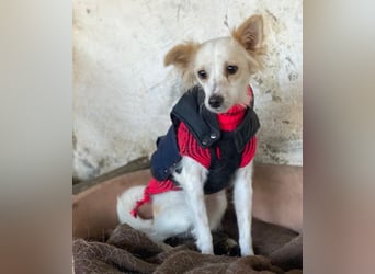 Isara, geb. ca. 07/2024, lebt in GRIECHENLAND, auf einer privaten Pflegestelle