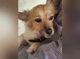 Klara, geb. ca. 04/2024, lebt in GRIECHENLAND, auf einer privaten Pflegestelle