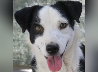 Coby, geb. ca. 04/2023, lebt in GRIECHENLAND, auf einer privaten Pflegestelle