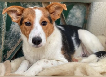 Freydis, geb. ca. 07/2025, lebt in GRIECHENLAND, im städt. Tierheim Serres