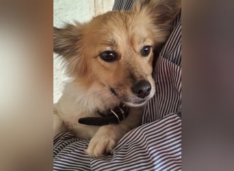 Klara, geb. ca. 04/2024, lebt in GRIECHENLAND, auf einer privaten Pflegestelle