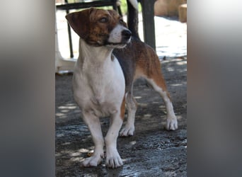 Tanu, geb. ca. 11/2024, lebt in GRIECHENLAND, auf einer privaten Pflegestelle