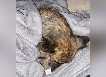 Herbie, geb. ca. 08/2022, lebt auf einer Pflegestelle in 78048 Villingen-Schwenningen