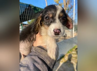 Mäuselchen, geb. ca. 10/2025, lebt in GRIECHENLAND, auf einer privaten Pflegestelle