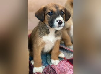 Pinkie, geb. ca. 11/2025, lebt in GRIECHENLAND, im städt. Tierheim Serres