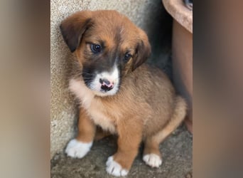 Pinkie, geb. ca. 11/2025, lebt in GRIECHENLAND, im städt. Tierheim Serres