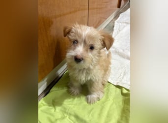 Norberta, geb. ca. 11/2025, lebt in GRIECHENLAND, auf einer privaten Pflegestelle