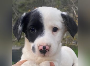 Hanuta, geb. ca. 10/2025, lebt in GRIECHENLAND, auf einer privaten Pflegestelle