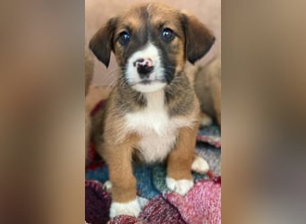 Pinkie, geb. ca. 11/2025, lebt in GRIECHENLAND, im städt. Tierheim Serres