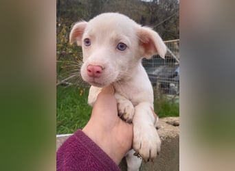 Toffifee, geb. ca. 10/2025, lebt in GRIECHENLAND, auf einer privaten Pflegestelle