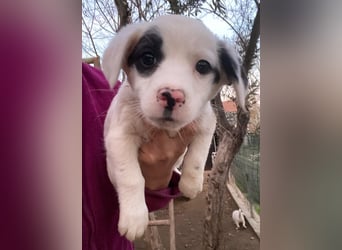 Katjes, geb. ca. 10/2025, lebt in GRIECHENLAND, auf einer privaten Pflegestelle