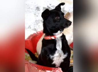  Misty, geb. ca. 11/2023, lebt in GRIECHENLAND, auf einer privaten Pflegestelle