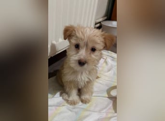 Norberta, geb. ca. 11/2025, lebt in GRIECHENLAND, auf einer privaten Pflegestelle