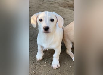 Fusilli, geb. ca. 08/2025, lebt in GRIECHENLAND, auf einer privaten Pflegestelle