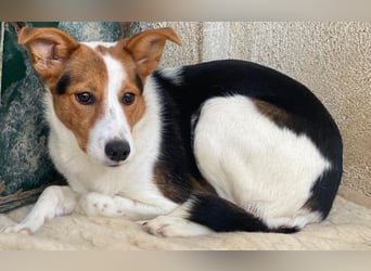 Freydis, geb. ca. 07/2025, lebt in GRIECHENLAND, im städt. Tierheim Serres