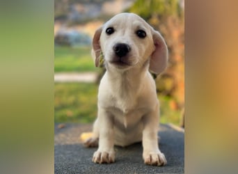 Fusilli, geb. ca. 08/2025, lebt in GRIECHENLAND, auf einer privaten Pflegestelle