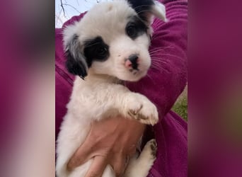 Corny, geb. ca. 10/2025, lebt in GRIECHENLAND, auf einer privaten Pflegestelle