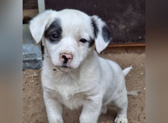 Katjes, geb. ca. 10/2025, lebt in GRIECHENLAND, auf einer privaten Pflegestelle