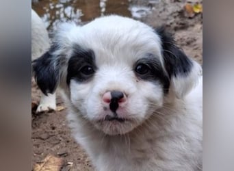 Corny, geb. ca. 10/2025, lebt in GRIECHENLAND, auf einer privaten Pflegestelle