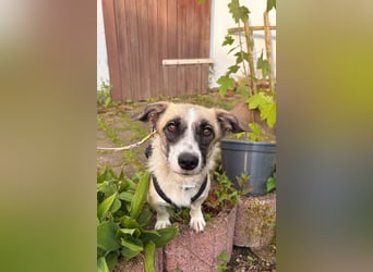 Mirabelle, geb. ca. 06/2025, lebt auf einer Pflegestelle in 95168 Marktleuthen, Vermittlungshilfe