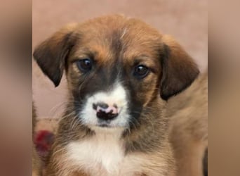 Pinkie, geb. ca. 11/2025, lebt in GRIECHENLAND, im städt. Tierheim Serres