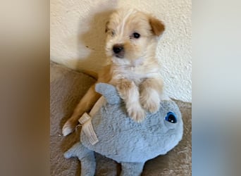 Norberta, geb. ca. 11/2025, lebt in GRIECHENLAND, auf einer privaten Pflegestelle