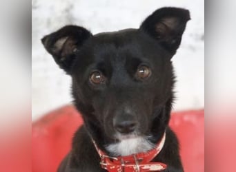  Misty, geb. ca. 11/2023, lebt in GRIECHENLAND, auf einer privaten Pflegestelle