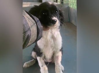 Ada, 09/2025, lebt in GRIECHENLAND, auf einer privaten Pflegestelle