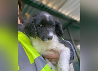 Ada, 09/2025, lebt in GRIECHENLAND, auf einer privaten Pflegestelle