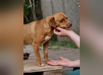 Ed, geb. 03.09.2022, lebt in GRIECHENLAND, auf einer privaten Pflegestelle