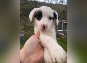 Katjes, geb. ca. 10/2025, lebt in GRIECHENLAND, auf einer privaten Pflegestelle