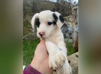 Katjes, geb. ca. 10/2025, lebt in GRIECHENLAND, auf einer privaten Pflegestelle