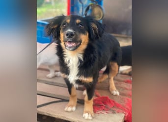 Gnocchi, geb. ca. 07/2025, lebt in GRIECHENLAND, auf einer privaten Pflegestelle