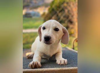 Fusilli, geb. ca. 08/2025, lebt in GRIECHENLAND, auf einer privaten Pflegestelle