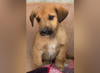 Cavallo, geb. ca. 11/2025, lebt in GRIECHENLAND, im städt. Tierheim Serres