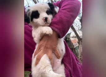 Corny, geb. ca. 10/2025, lebt in GRIECHENLAND, auf einer privaten Pflegestelle