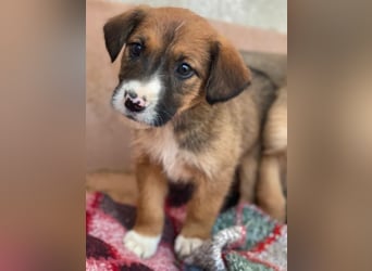 Pinkie, geb. ca. 11/2025, lebt in GRIECHENLAND, im städt. Tierheim Serres