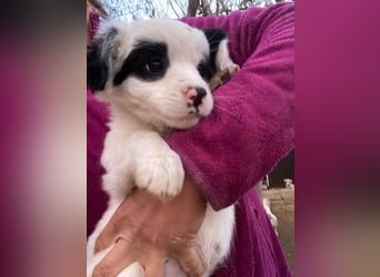 Corny, geb. ca. 10/2025, lebt in GRIECHENLAND, auf einer privaten Pflegestelle