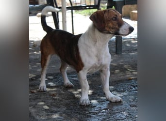 Tanu, geb. ca. 11/2024, lebt in GRIECHENLAND, auf einer privaten Pflegestelle