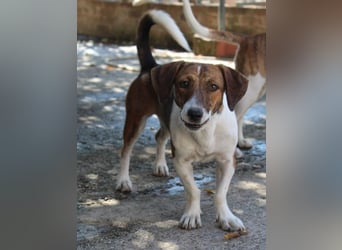 Tanu, geb. ca. 11/2024, lebt in GRIECHENLAND, auf einer privaten Pflegestelle