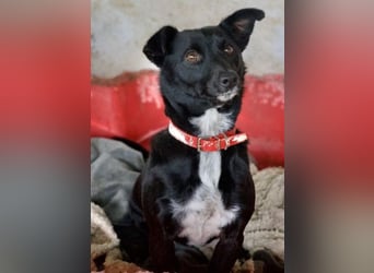  Misty, geb. ca. 11/2023, lebt in GRIECHENLAND, auf einer privaten Pflegestelle