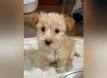 Norberta, geb. ca. 11/2025, lebt in GRIECHENLAND, auf einer privaten Pflegestelle