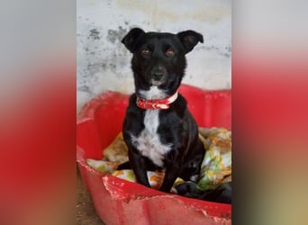  Misty, geb. ca. 11/2023, lebt in GRIECHENLAND, auf einer privaten Pflegestelle