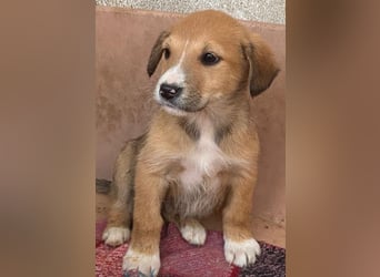 Sanna, geb. ca. 11/2025, lebt in GRIECHENLAND, im städt. Tierheim Serres