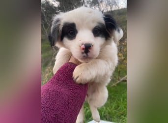 Corny, geb. ca. 10/2025, lebt in GRIECHENLAND, auf einer privaten Pflegestelle