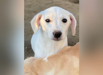 Fusilli, geb. ca. 08/2025, lebt in GRIECHENLAND, auf einer privaten Pflegestelle