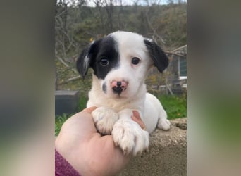 Hanuta, geb. ca. 10/2025, lebt in GRIECHENLAND, auf einer privaten Pflegestelle